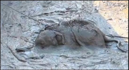 Trapped in Mud, Reunited With Mother